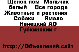 Щенок пом. Мальчик белый  - Все города Животные и растения » Собаки   . Ямало-Ненецкий АО,Губкинский г.